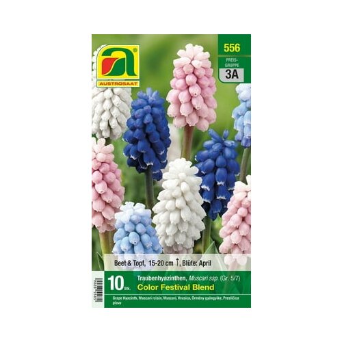 AUSTROSAAT Muscari "Color Festival Blend" Cene
