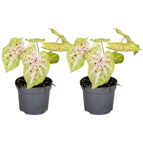 Plant in a Box kaladij - 2 kosi - caladium 'miss muffet' - višina 25-40cm - ⌀12cm, (21814281) Cene