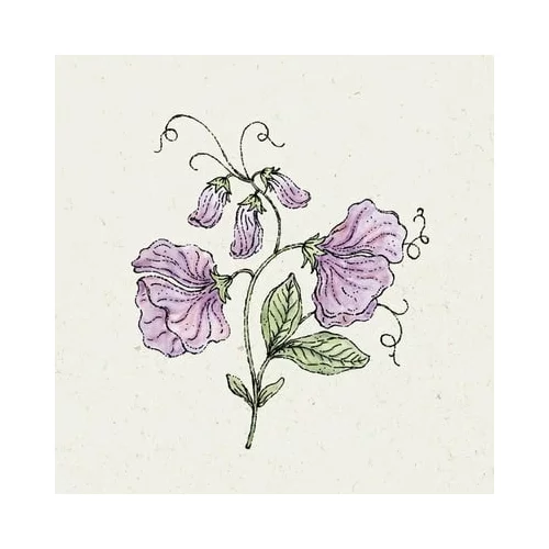 Jora Dahl Lathyrus Odortatus "Elegance Lavender" - dišeči grahor