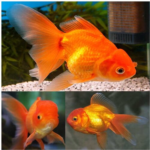  Carassius auratus - Japanka oranda - 65 cm Cene