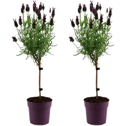Plant in a Box Lavendin - 2 kos - Lavandula stoechas 'Anouk' - Višina 30-40cm - ⌀12cm, (21823641) Cene