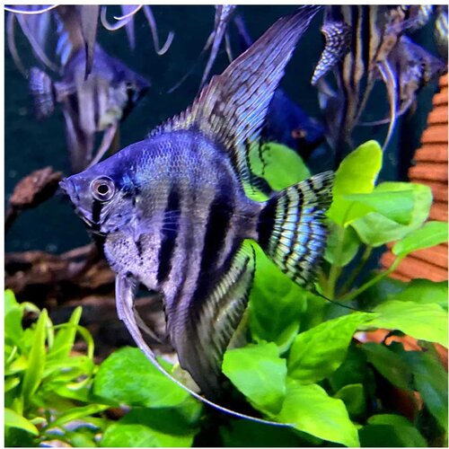 Akvarijum Centar Pterophyllum scalare var. - Skalar smoke Cene