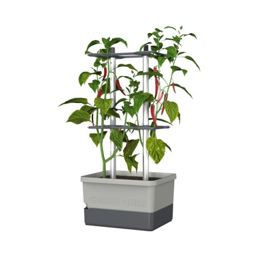 Gusta Garden Charly Chili - rastlinski lonec - svetlo siva Slike