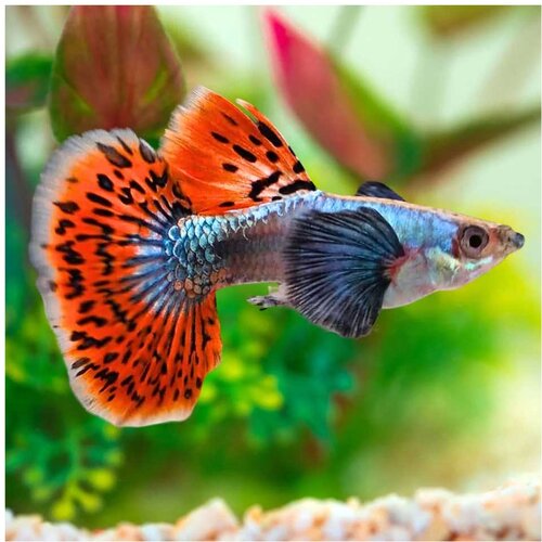 Akvarijum Centar red dumbo mosaic guppy Cene