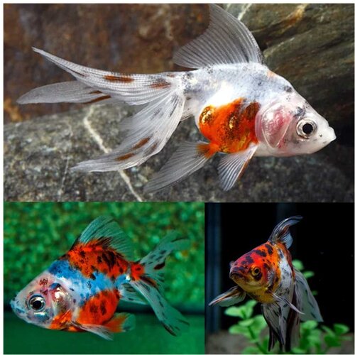 Akvarijum Centar goldfish fantail calico Cene