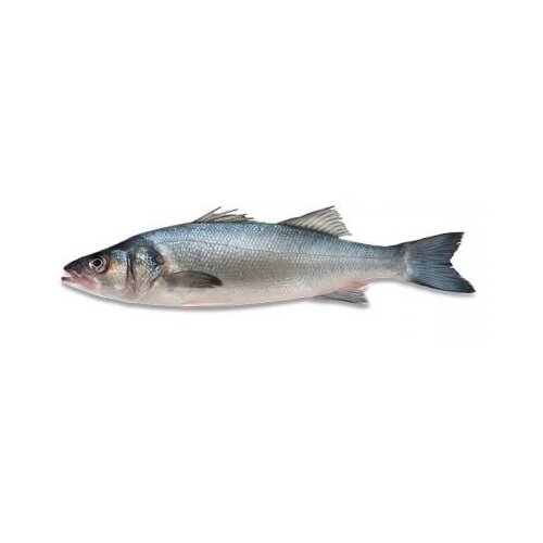  Brancin 1kg Cene