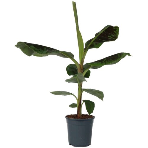 Plant in a Box bananovec - musa 'dwarf cavendish' - višina 90-100cm - ⌀21cm, (21758129) Cene