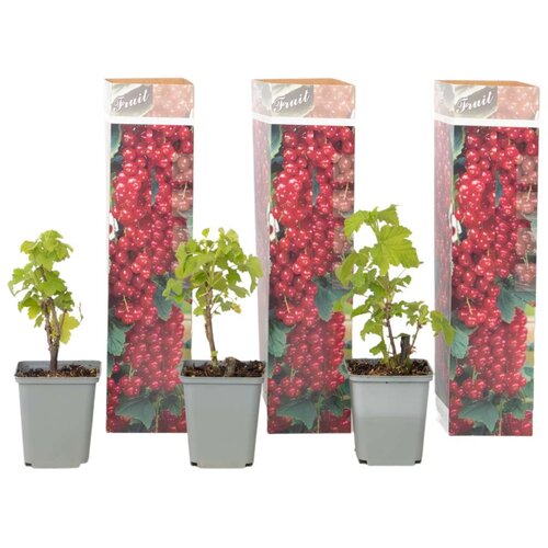 Plant in a Box Rdeči ribez - 3 kosi - Ribes rubrum - Višina 25-40cm - ⌀9cm, (22058372) Cene