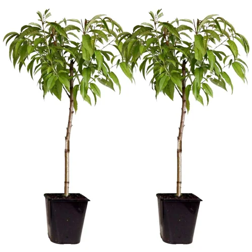 Plant in a Box Breskev - 2 kos - Prunus persica 'Saturne' - Višina 60-70cm - ⌀15cm, (21757574)