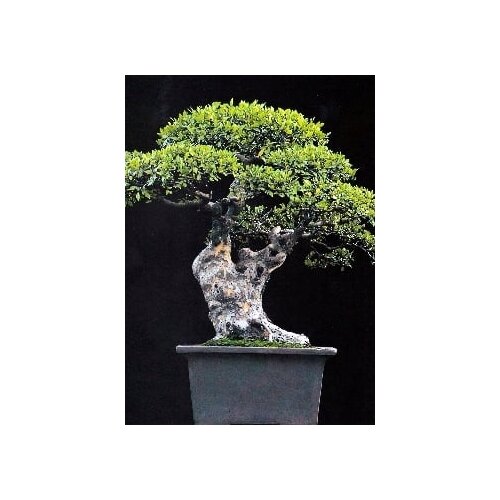 TROPICA Kitajski brest Cene