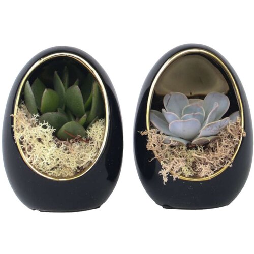 Plant in a Box eševerija 'egg black gold' - 2 kos - echeveria lilacina - višina 12cm, (21757988) Cene
