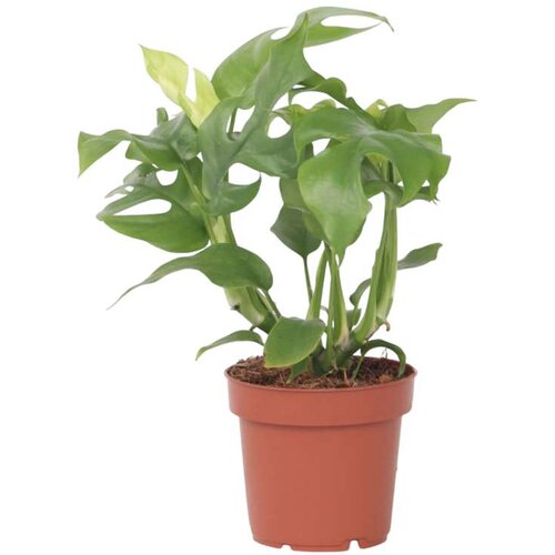 Plant in a Box monstera minima - rhaphidophora tetrasperma - višina 20-30cm - ⌀12cm, (21757959) Cene