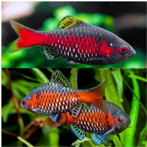Akvarijum Centar puntius ticto Cene