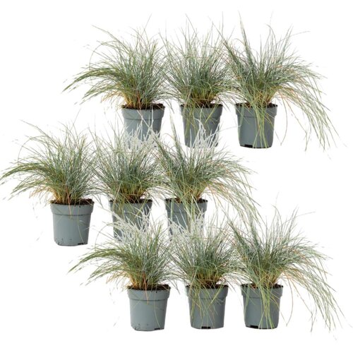 Plant in a Box sinjezelena bilnica - 9 kos - festuca glauca 'elijah blue' - V10-15cm - ⌀9cm, (21757527) Cene