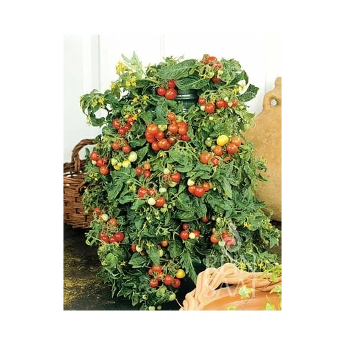 ReinSaat Češnjev paradižnik “Bajaja”