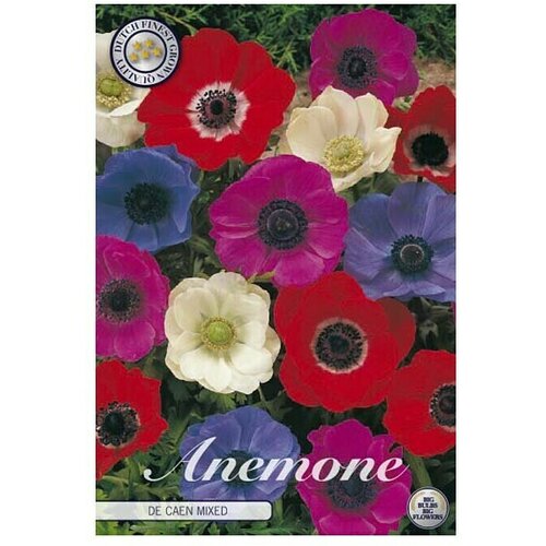  Cvjetne lukovice Anemone Coronaria de Caen Mixed (Mješane boje, Botanički opis: Anemone) Cijene