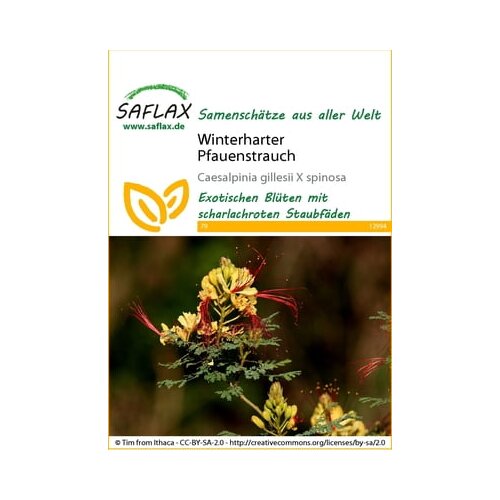 Saflax Prezimna Caesalpinia pulcherrima Cene