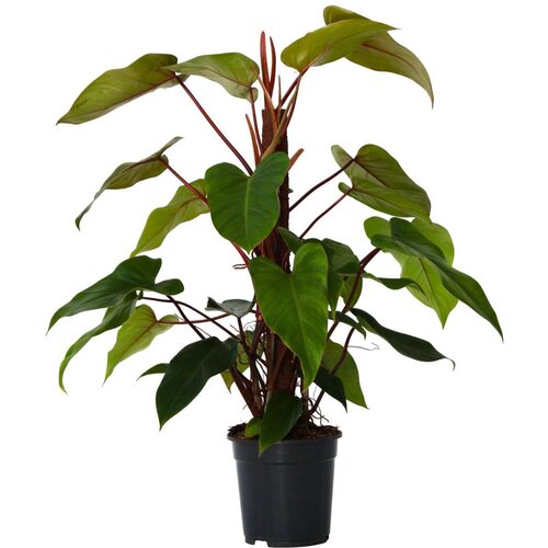 Plant in a Box filodendron - philodendron &amp;#039;imperial red&amp;#039; - vi&amp;scaron;ina 50cm - ⌀19cm, (21758149) Slike