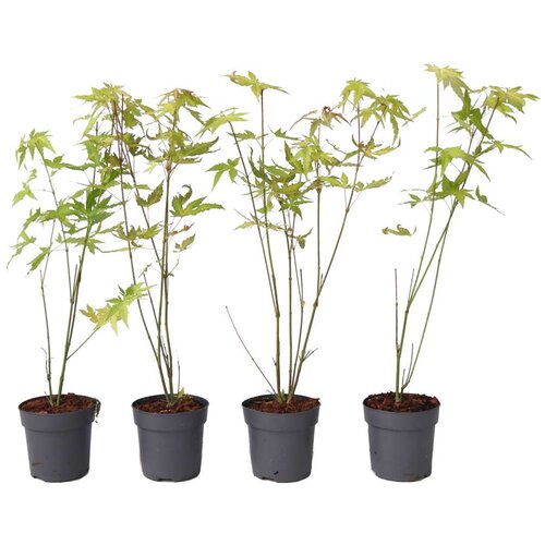 Plant in a Box japonski javor - 4 kos - acer palmatum &amp;#039;orange dream&amp;#039; - vi&amp;scaron;ina 25-40cm - &amp;oslash;10,5cm, (21757313) Slike