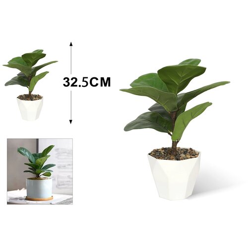 KMT Ve&amp;scaron;tačka bonsai biljka Slike