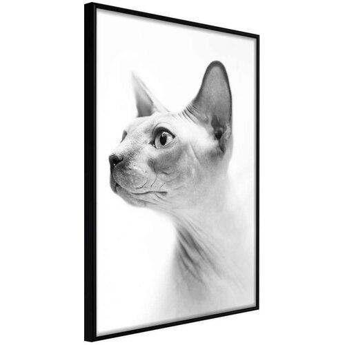  Poster - Sphinx 20x30 Cijene