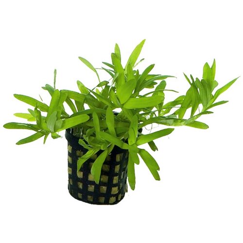 Rainforest Heteranthera zosterifolia Cene