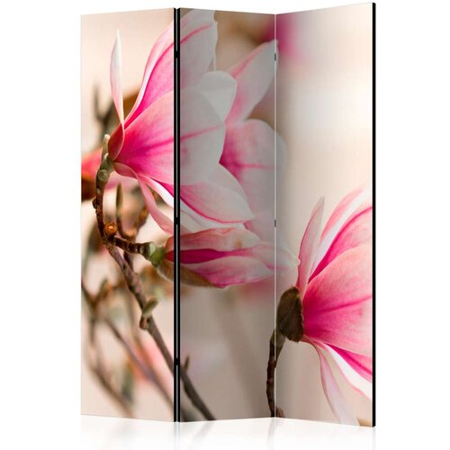  Paravan u 3 dijela - Branch of magnolia tree [Room Dividers] 135x172 Slike