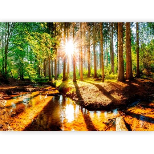  Foto tapeta - Marvelous Forest 294x210 Samoljepljiva Cene