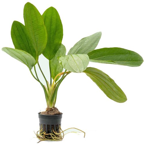 Rainforest Echinodorus osiris Cene