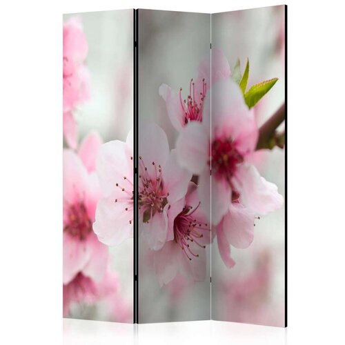  Paravan u 3 dijela - Spring blooming tree - pink flowers [Room Dividers] 135x172 Cijene