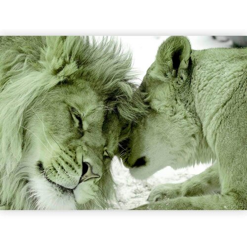 Artgeist Fototapeta Lion Tenderness, 250x175cm Cene