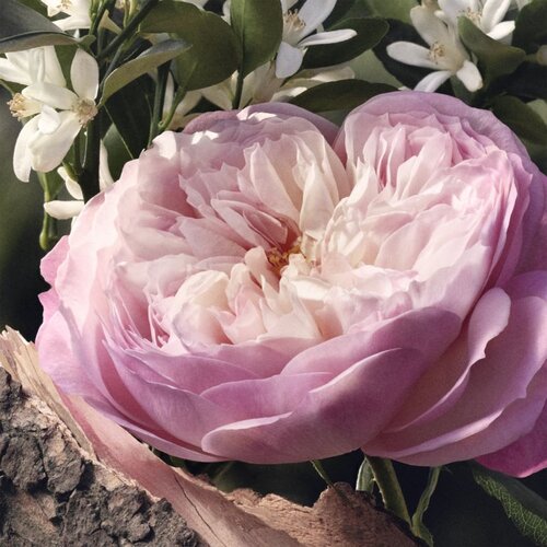 Chlo&amp;eacute; Eau de Parfum Naturelle parfumska voda 50 ml za ženske Slike