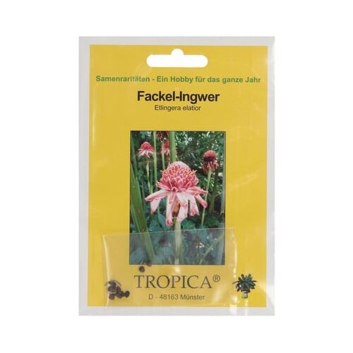 TROPICA Ingverjeva bakla Cene