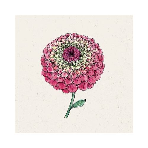 Jora Dahl Zinnia elegans "Queen Red Lime" - cinije Cene