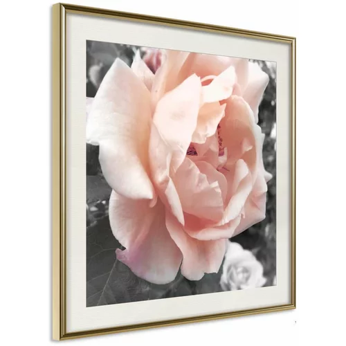  Poster - Delicate Rose 50x50