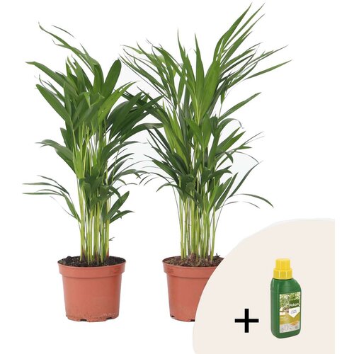 Plant in a Box Palma areka - 2 kos - Dypsis lutescens - Višina 60-70cm - ⌀17cm, (21757916) Cene