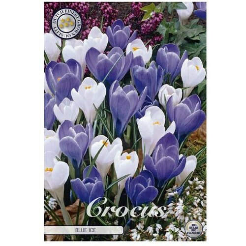  Cvjetne lukovice Crocus Vernus Blue Ice (Bijela, Botanički opis: Crocus) Cijene