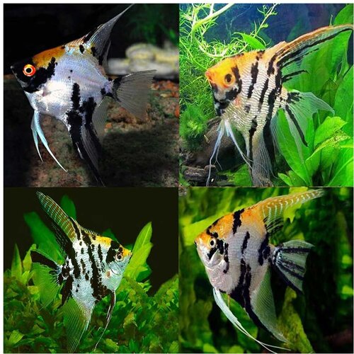 Akvarijum Centar marbled gold koi angelfish Cene