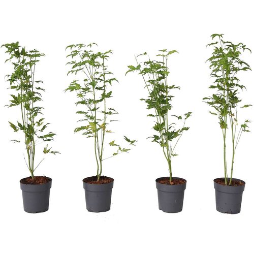 Plant in a Box japonski javor - 4 kos - acer palmatum 'going green' - višina 25-40cm - ø10,5cm, (21757419) Cene
