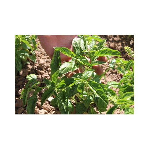 Culinaris Bio bazilika Alessandro Cene