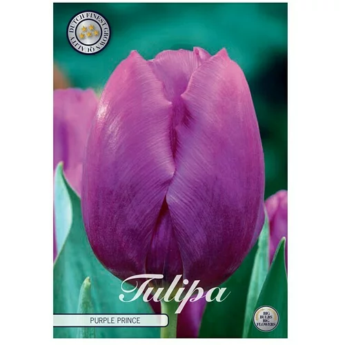  cvjetne lukovice Tulipan Triumph Purple Prince (Ljubičasta, Botanički opis: Tulipa)