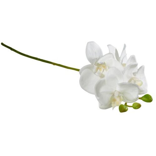 ORHIDEJA BIJELA 0032 FLOWERS Cijene