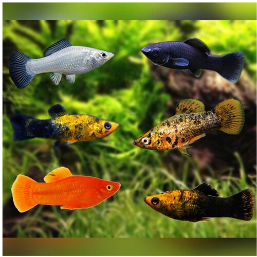 Akvarijum Centar Poecilia sphenops var. - Moli mix Cene