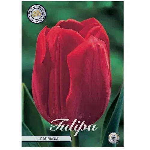  cvjetne lukovice Tulipan Triumph Ile de France (Crvena, Botanički opis: Tulipa)