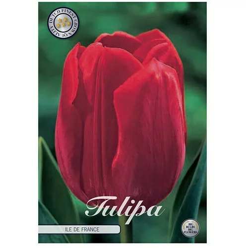  cvjetne lukovice Tulipan Triumph Ile de France (Crvena, Botanički opis: Tulipa)