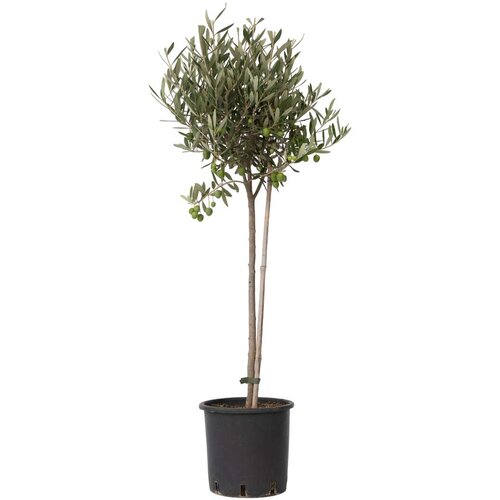 Plant in a Box oljka - olea europaea - vi&amp;scaron;ina 80-90cm - ⌀19cm, (21757701) Slike