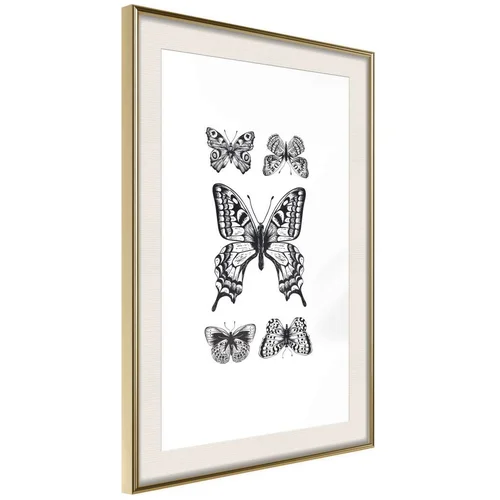  Poster - Butterfly Collection IV 40x60