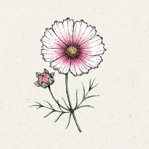 COSMOS bipinnatus "Daydream" (Kozmeja) - 1 pkt. Cene