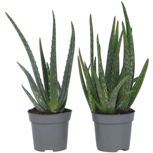 Plant in a Box aloe vera - 4 kos - aloe barbadensis - višina 25-40cm - ⌀10,5cm, (21758068) Cene