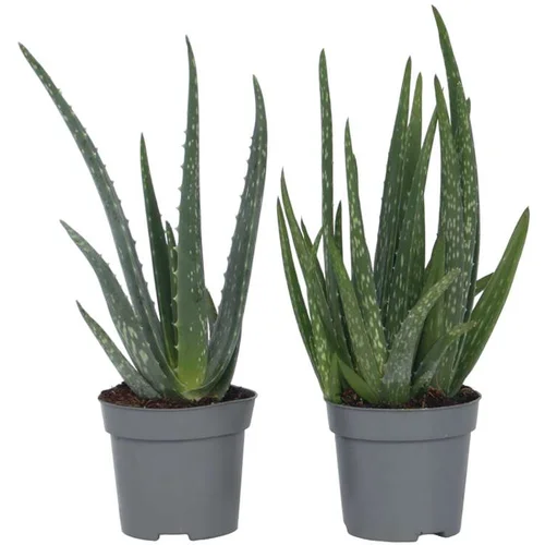 Plant in a Box aloe vera - 4 kos - aloe barbadensis - višina 25-40cm - ⌀10,5cm, (21758068)